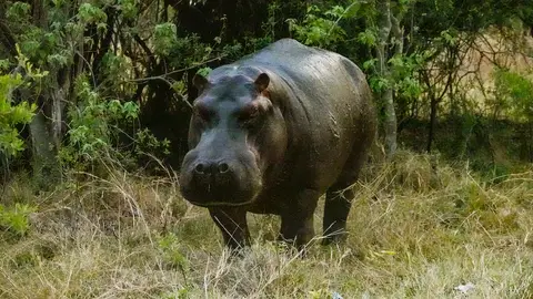 K8-Hippo.jpg