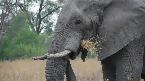 K9-Elefant.jpg