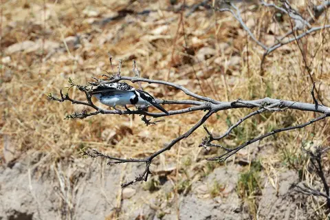 comp_DSC_3016.jpg