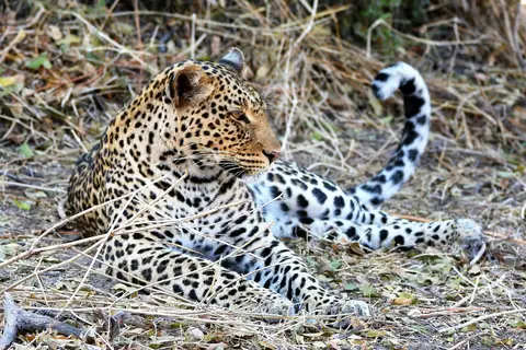 comp_DSC_4267.jpg