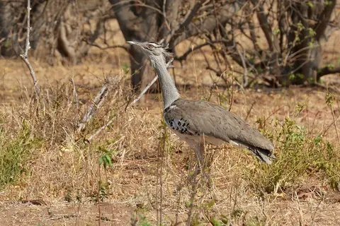 comp_DSC_4522.jpg