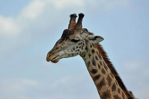 comp_DSC_8656.jpg