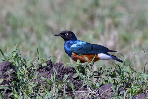 comp_DSC_9353.jpg