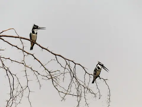 comp_P1080211.jpg