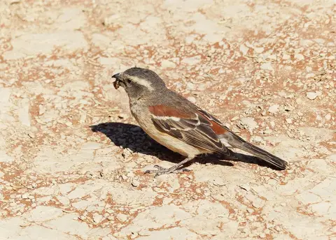 ha3da443.jpg