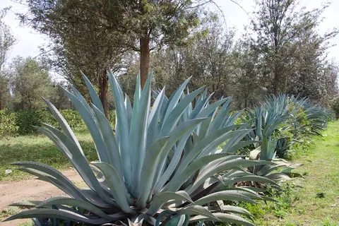 Arusha262(1).jpg