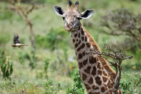 Arusha268.jpg