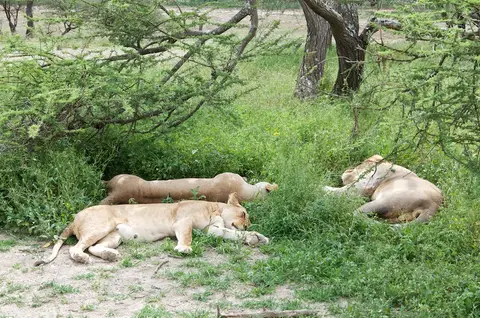 S.Serengeti-L1452.jpg