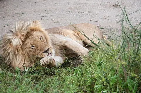 S.Serengeti-L1455.jpg