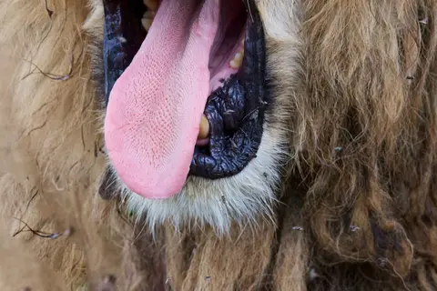 S.Serengeti-L2462.jpg