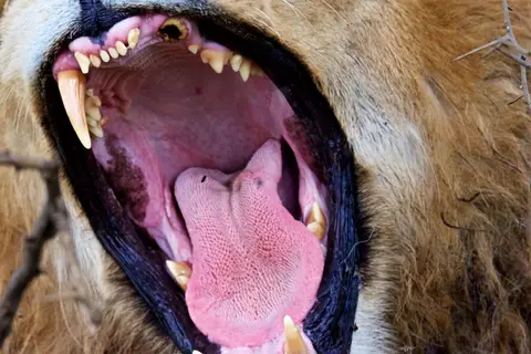 S.Serengeti-L2465.jpg