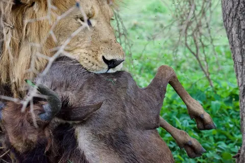 S.Serengeti-L2470.jpg