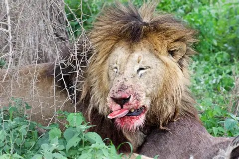 S.Serengeti-L2473.jpg