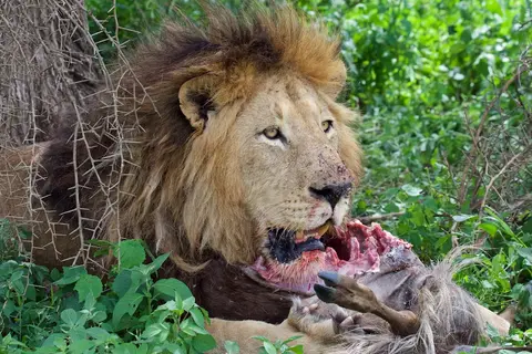 S.Serengeti-L2476.jpg