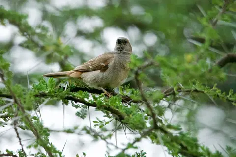 S.Serengeti442.jpg
