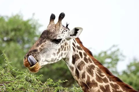 S.Serengeti445.jpg