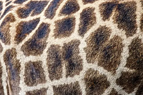 S.Serengeti446.jpg