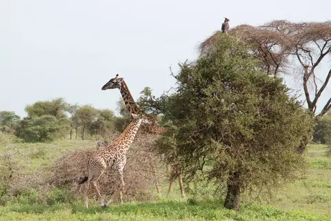 S.Serengeti447.jpg