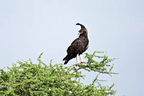 S.Serengeti448.jpg