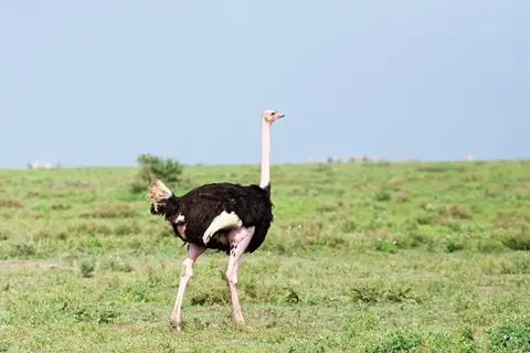S.Serengeti449.jpg