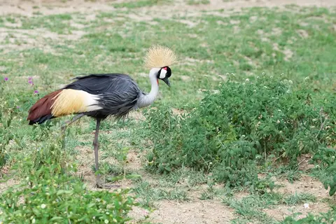 S.Serengeti451.jpg