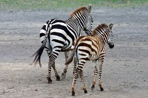 S.Serengeti458.jpg