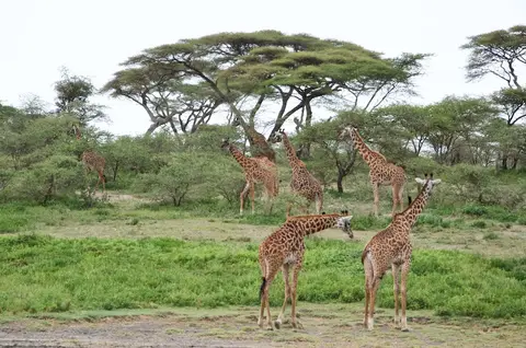 S.Serengeti460.jpg