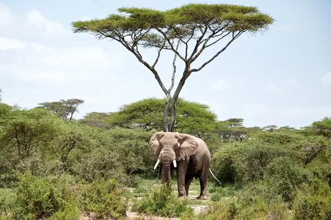 S.Serengeti467.jpg