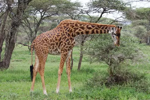S.Serengeti471.jpg