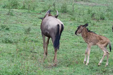 S.Serengeti472.jpg