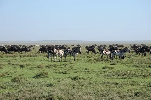 Serengeti529.jpg