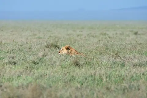 Serengeti531.jpg