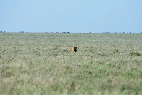 Serengeti532.jpg