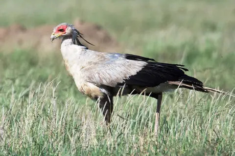 Serengeti533.jpg