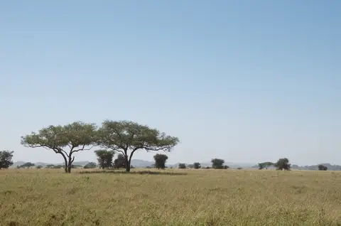 Serengeti542.jpg