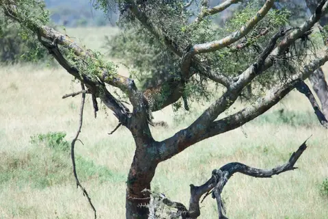Serengeti553.jpg