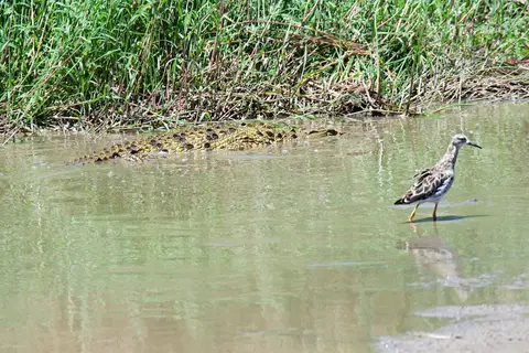 Serengeti559.jpg