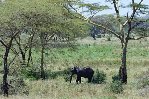Serengeti560.jpg