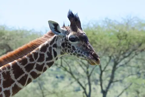 Serengeti563.jpg