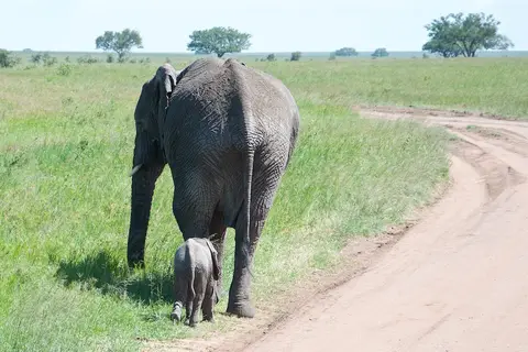 Serengeti568.jpg