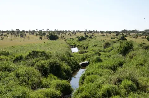 Serengeti594.jpg