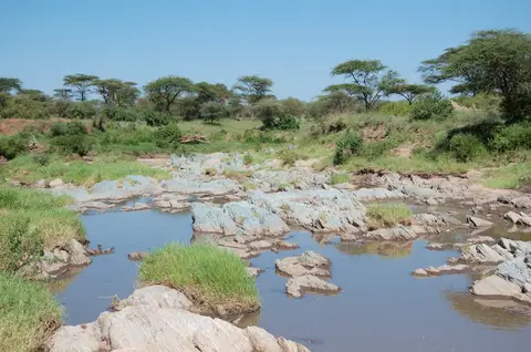 Serengeti610.jpg