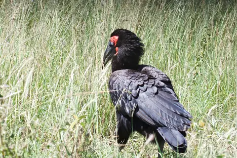 Serengeti613.jpg