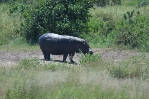 Serengeti616.jpg