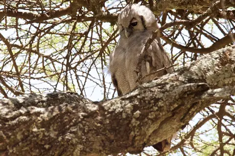 Serengeti623.jpg