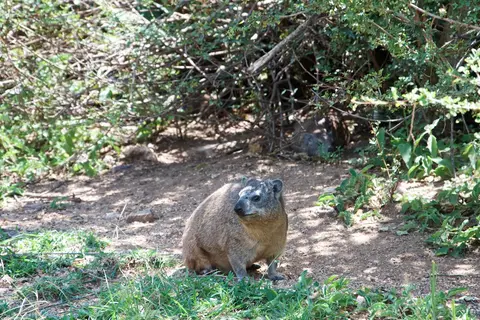 Serengeti626.jpg
