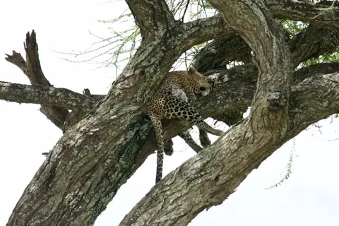 Serengeti632.jpg