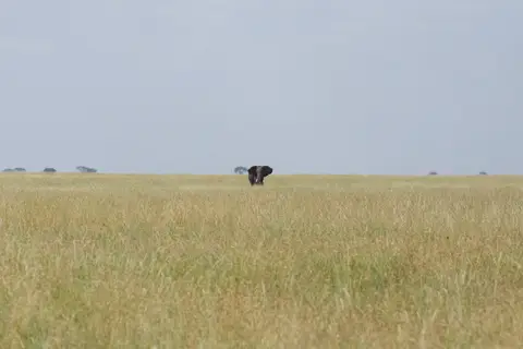Serengeti634.jpg