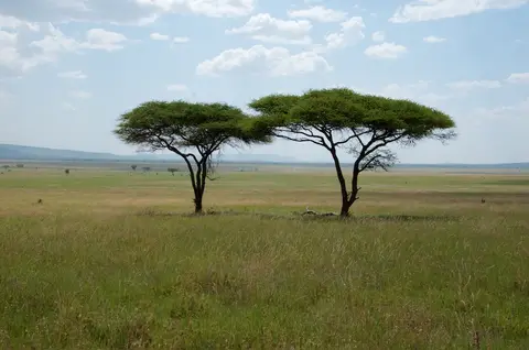 Serengeti638.jpg