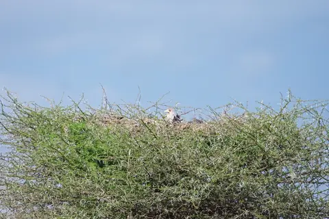 Serengeti639.jpg